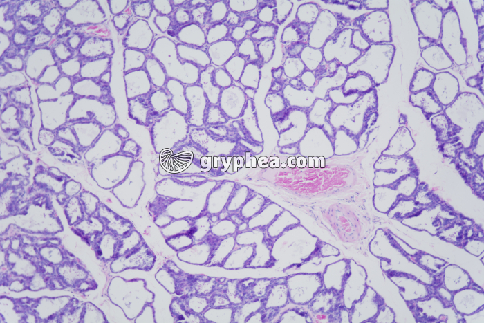 Glande mammaire en activité x25 - gryphea.com